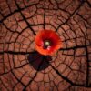 cracked earth