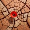 cracked earth